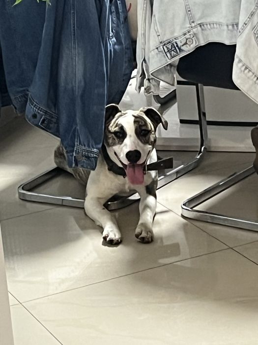 Do adopcji Suczka w typie Amstafa
