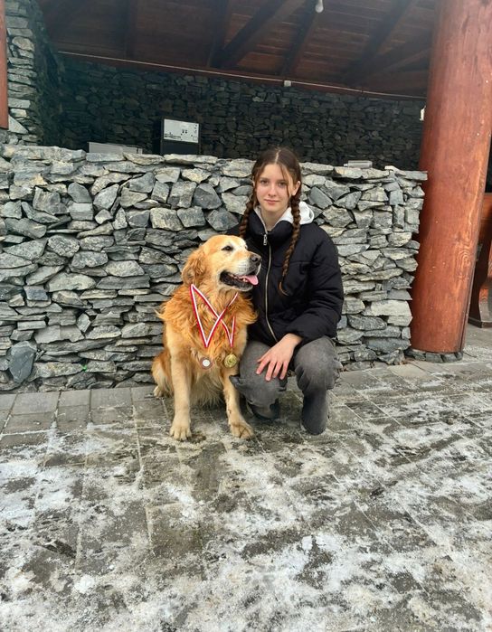 Golden Retriever Związek Hodowców Psów śliczna suczka