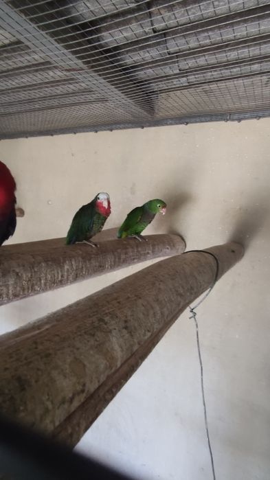 Fêmea de papagaio cubano de 2020 amazonas leucocephala impecável