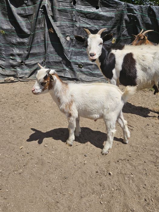 Cabrito macho anão para venda