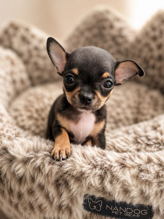 Piesek chihuahua czrarny podpalany