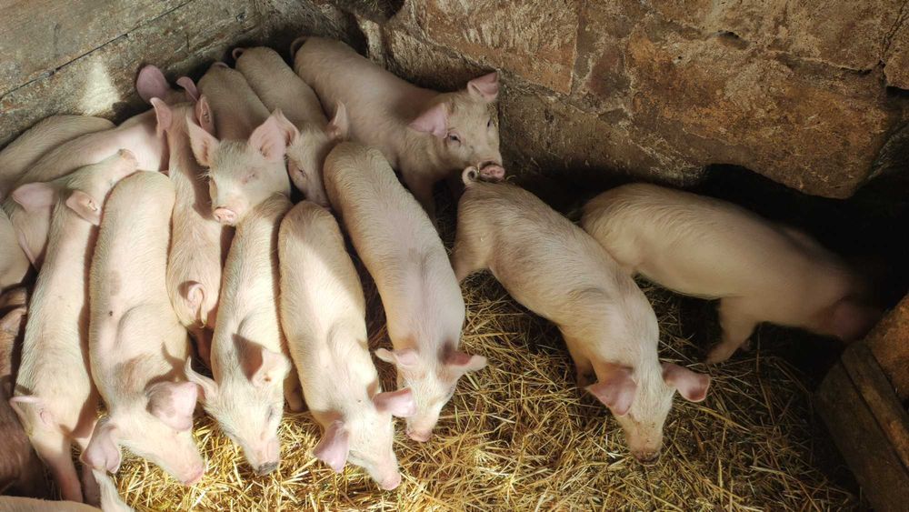 Продам поросят різного віку