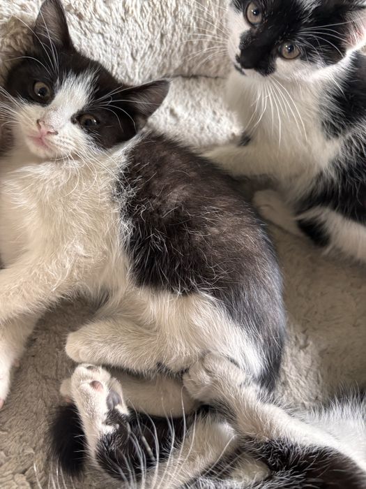 Kotki do adopcji