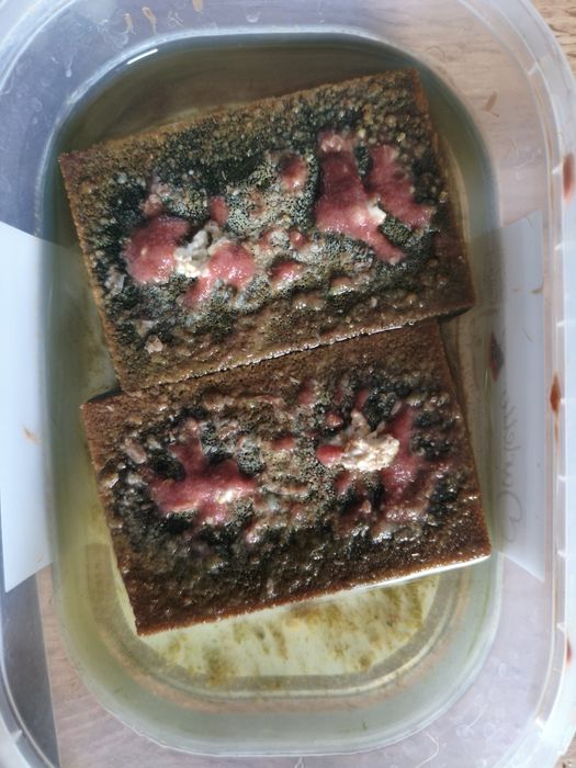 auloforus żywy pokarm dla ryb