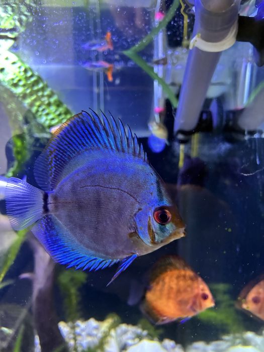 Paletki 3 sztuki z pokarmem.