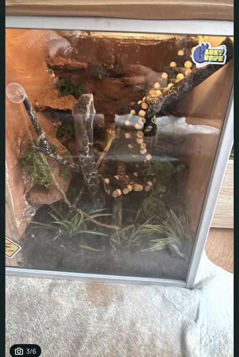 Terrarium 2w1 + wąż zbozowy