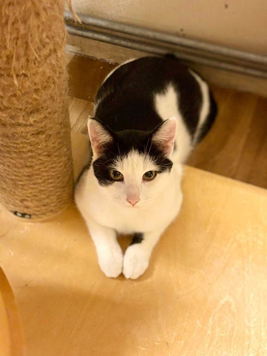 Klopsik, który być może toczy się do czyjegoś serca