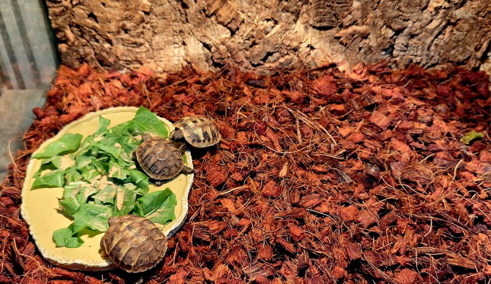 Żółwiki wodno-lądowe