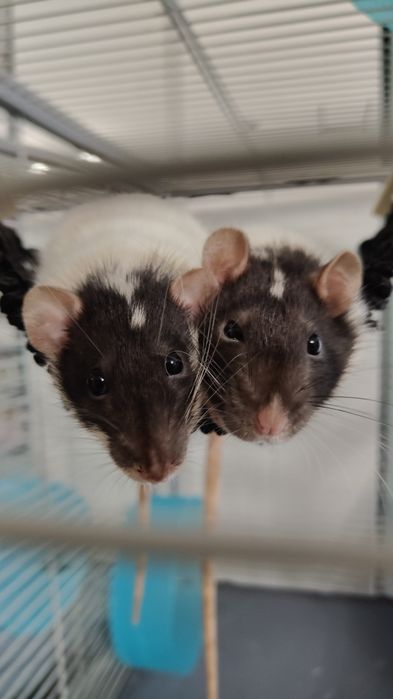 Sprzedam szczurki z klatka