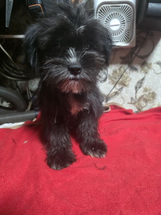 Мальчик   Мальтипу