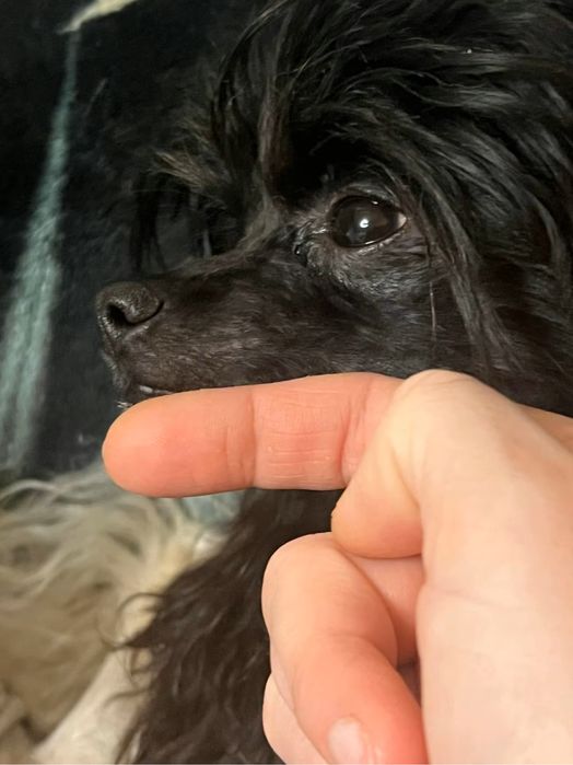 КХС. Девочка. Пуховка