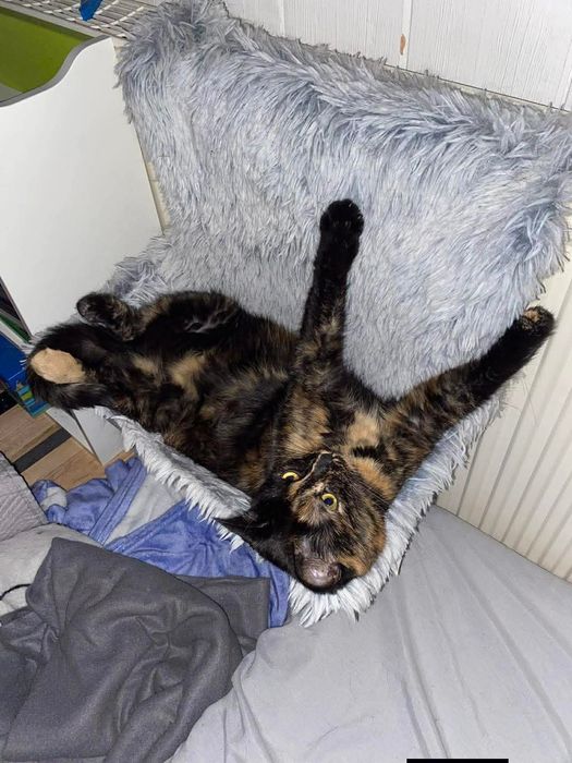 Dwie kotki, jedna adopcja