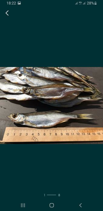 Тарань з ікрою. Плотва ікряна. Лящь таранька судак Окунь ікра щуки