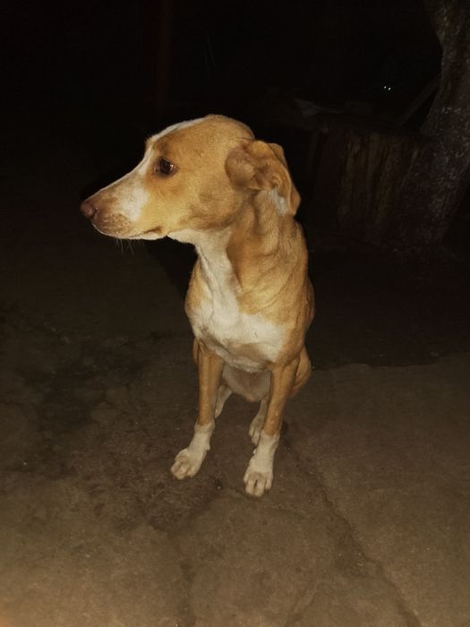 Молодая собака, дев, около года, в хорошие руки