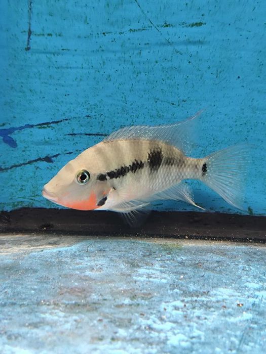 ciclideos americanos 4-6cm ler descrição