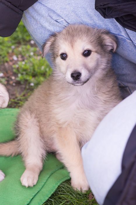 Щенок девочка ищет доброго хозяина