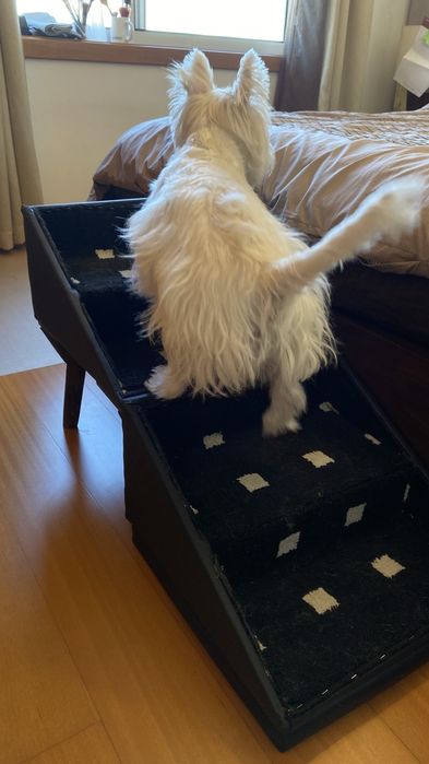 Banco escada / rampa para cães