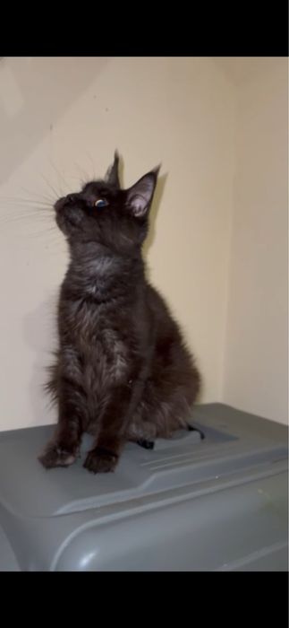 Мейн-кун дівчинка виводиться з розведення