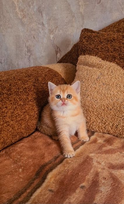 Золотая шиншилла красотка