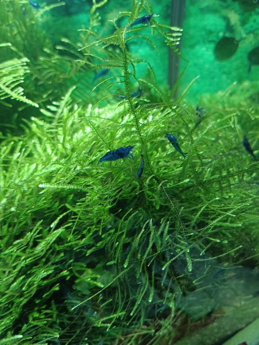 Blue velvet krewetki, roślina gratis