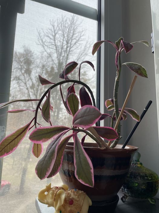 Толстянка/ Крассула, денежное дерево