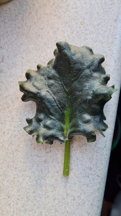 Фіалка фиалка НК Французский Бульвар