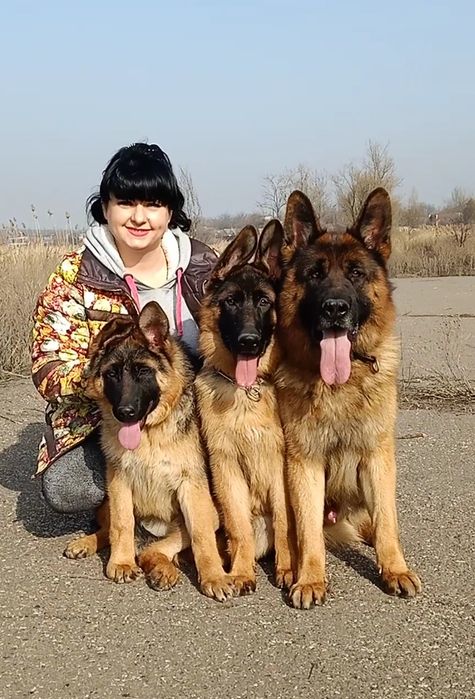 Щенки немецкой овчарки мальчики!