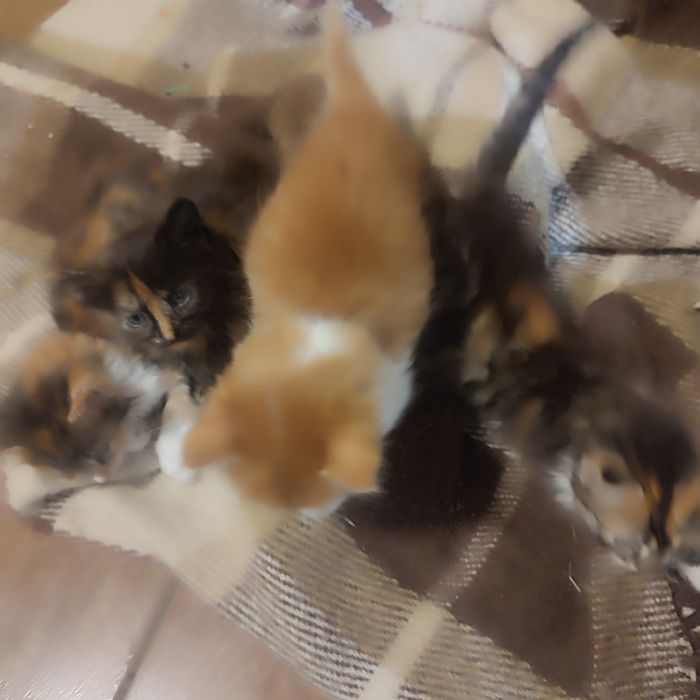 Котинята в добрі рукі