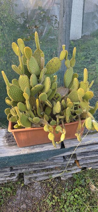 Opuncja Drobnokolczasta Opuntia Microdadys