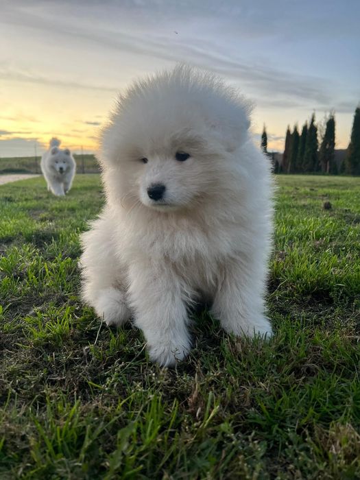 Samoyed szczeniak gotowy ZKwP FCI