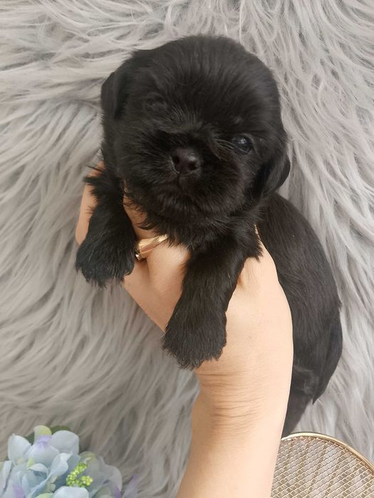 Piękny czarny piesek rasy Shih-Tzu