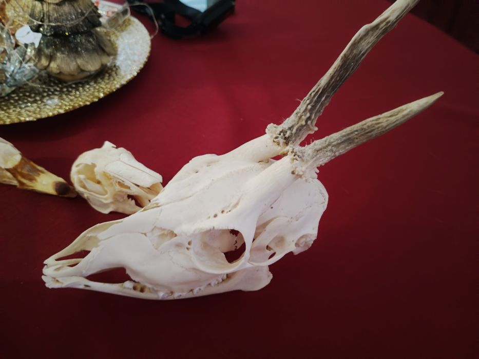 Taxidermy Zestaw Rogacz Zając Gęś