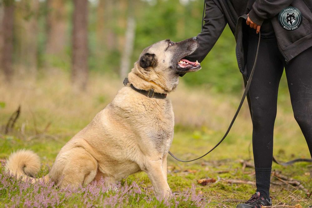 Hektor , około 4 letni kangal do adopcji z fundacji