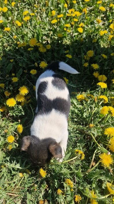 Szczeniak jack russel terier
