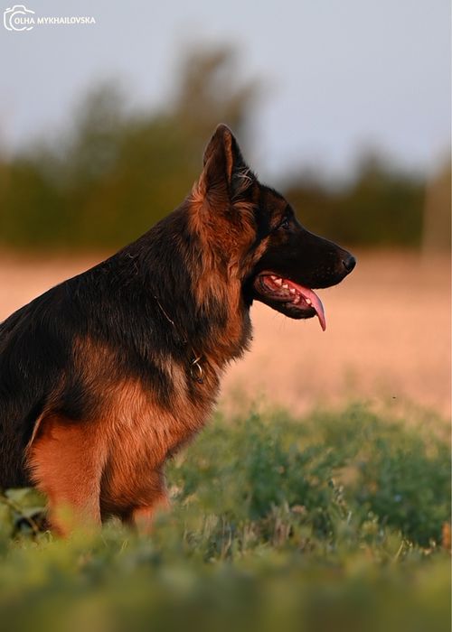 Німецька вівчарка д/ш