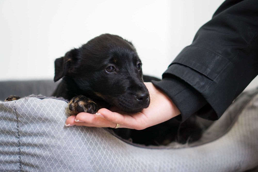 Szczeniak szuka domu!