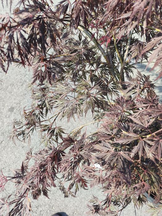 Acer Palmatum Dissectum (Vaso 30 Litros)
