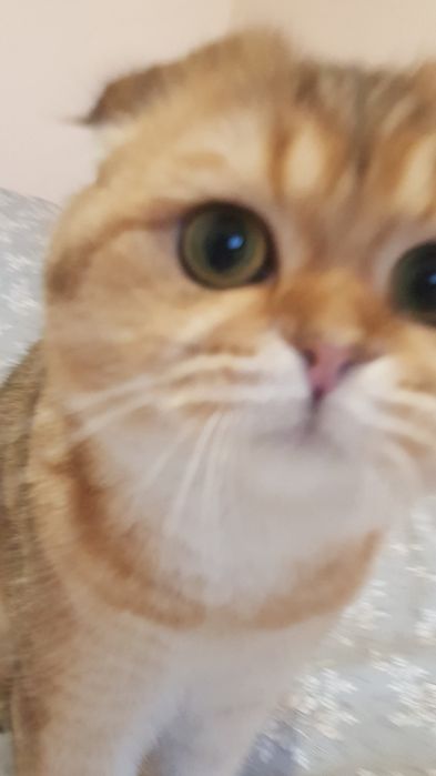 Шукаємо кота золоту шиншилу на вязку .