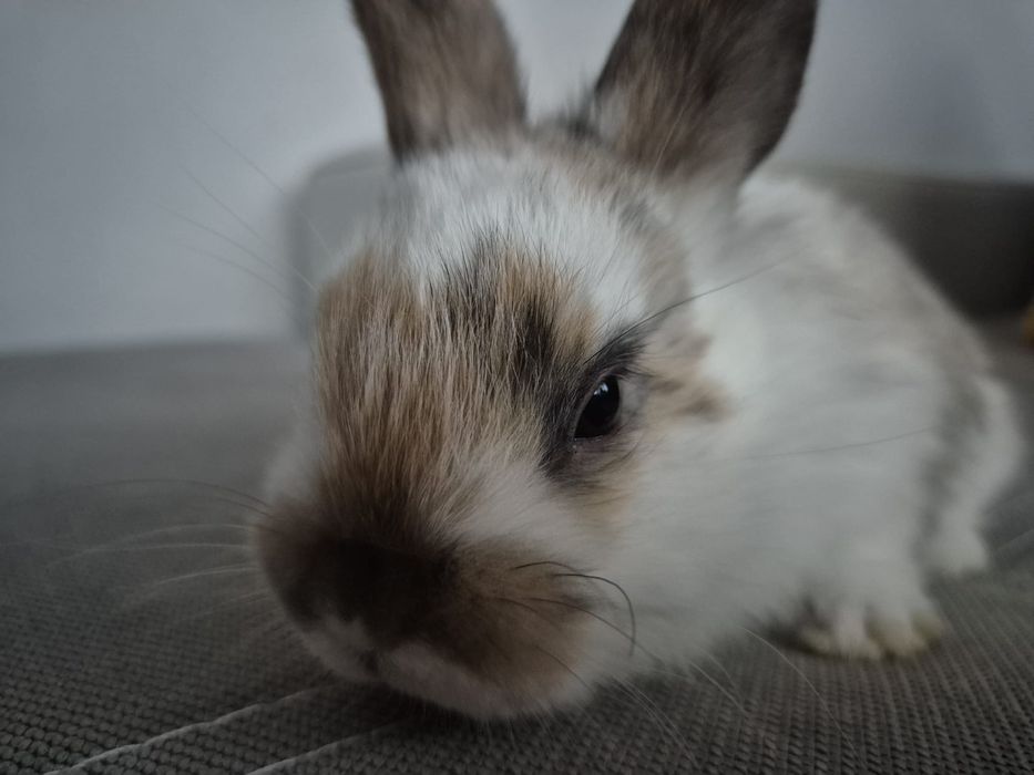 Króliki miniaturowe Baranki. Sklep zoologiczny Rafa Kraków.