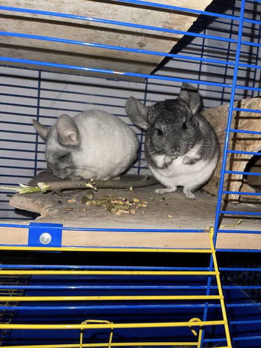 Продам домашних питомцев