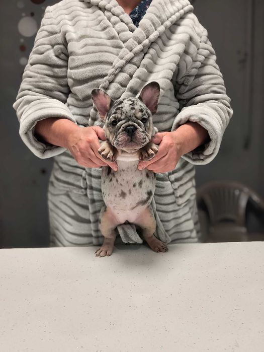 Красотка в экзотическом окрасе. Французский бульдог