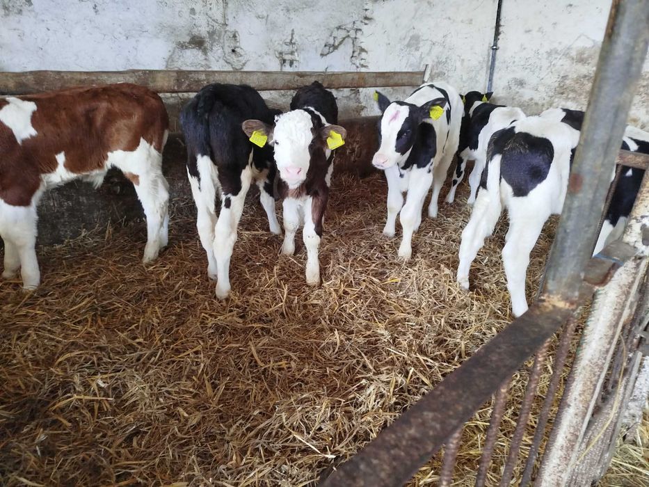 Sprzedam 12 odchowanych byczków HF NCB SM LM