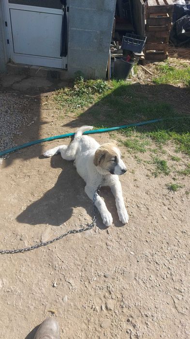 Cadela gado transmontano