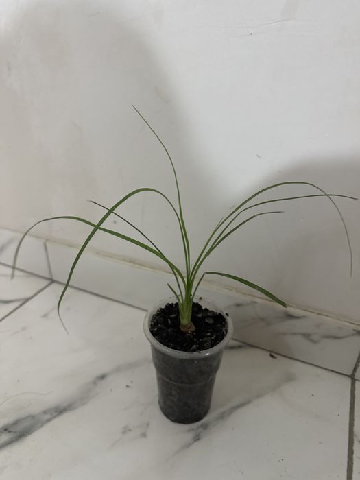 Ноліна кімнатна рослина