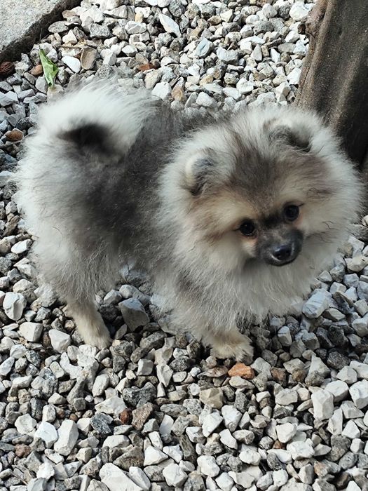 Lulu da Pomerania mini c/Lop Spitz Alemão anão