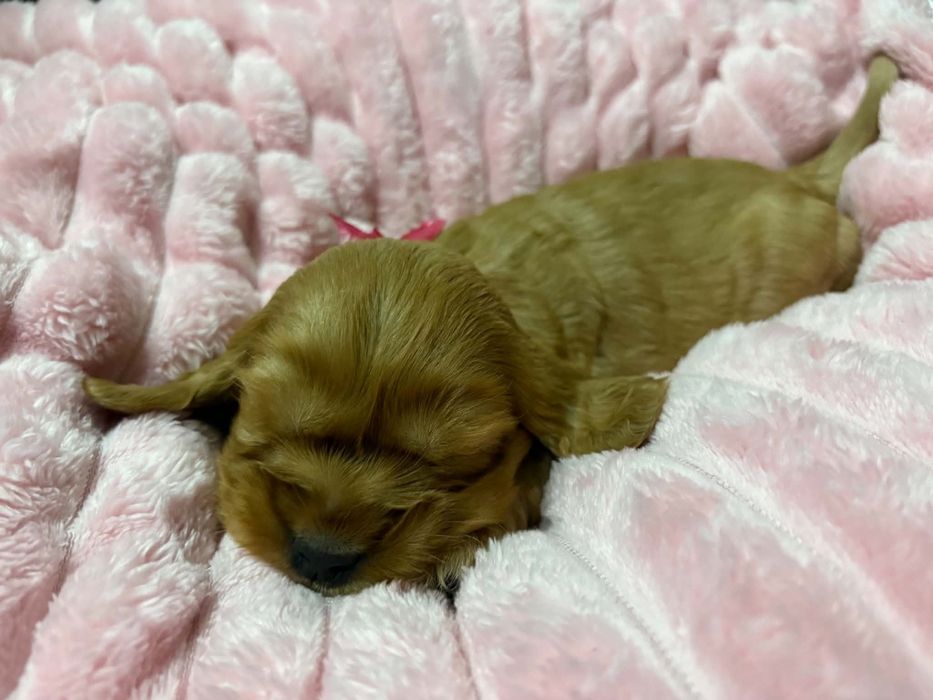 Cocker spaniel angielski piesek ostanie dwa pieski