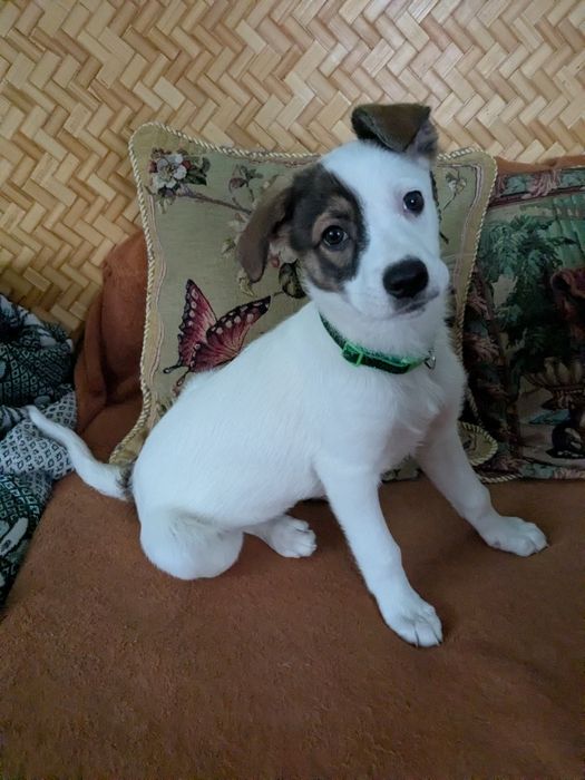 Девченки ответственным родителям