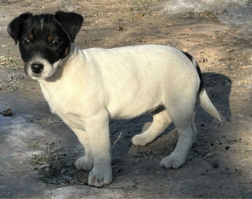Sunia Jack Russell Gotowa na odbior