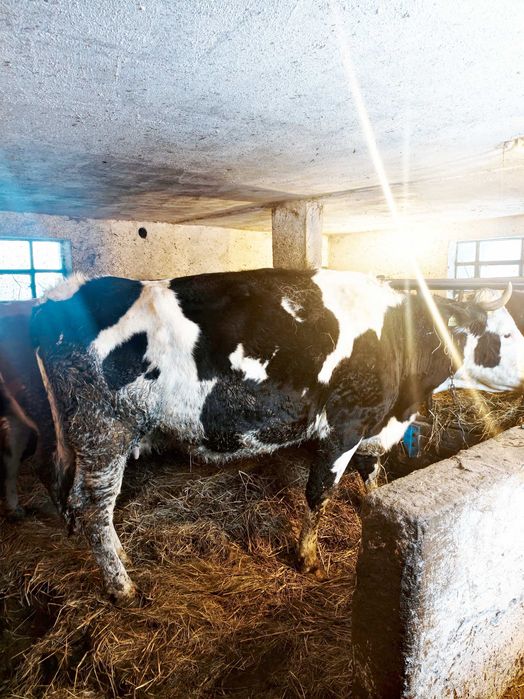 krowy mamki zacielone