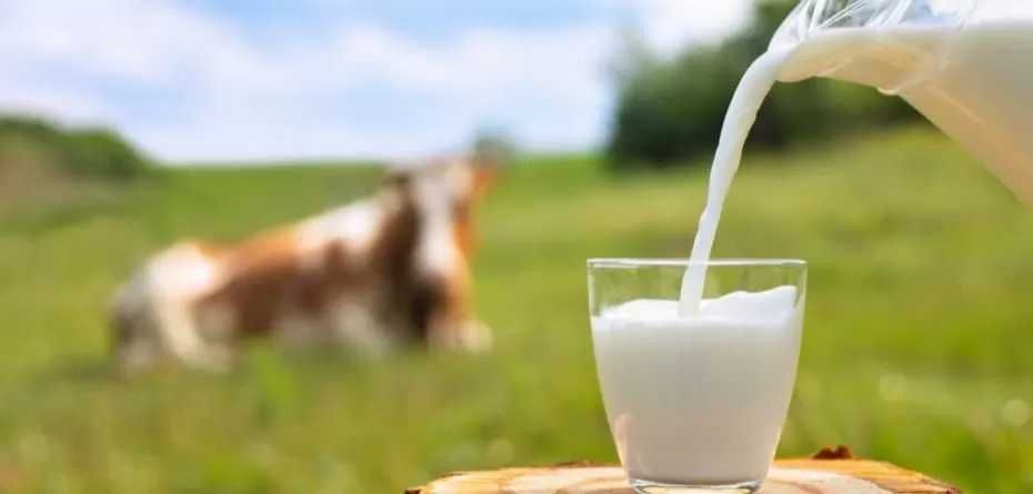 Mleko krowie swojskie, naturalne